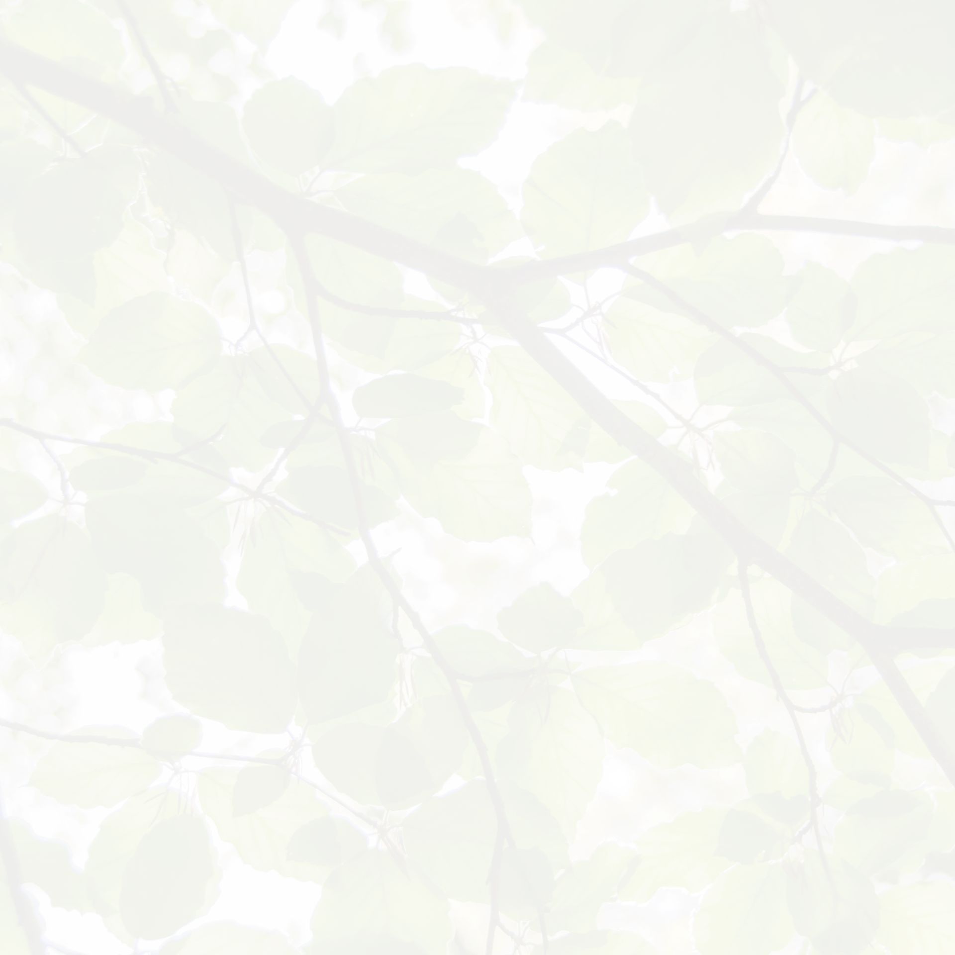 landscaping Belmont MA